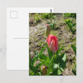 Carte postale Tulipe rose dans le parc (Devant / Derrière)