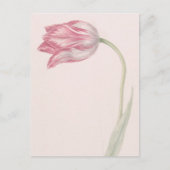 Carte Postale Tulipe rose et blanche - Art Vintage (Devant)