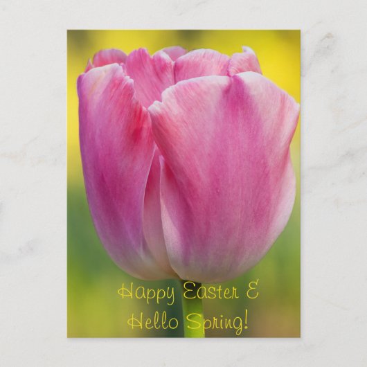 Carte postale Tulipe rose printemps (Devant)