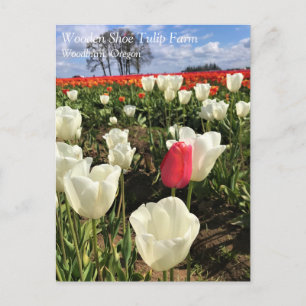 Carte postale Tulipe rose saillante, Oregon