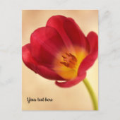 Carte Postale Tulipe rose unique (Devant)