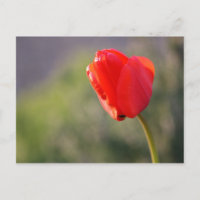 Tulipe rouge brillante