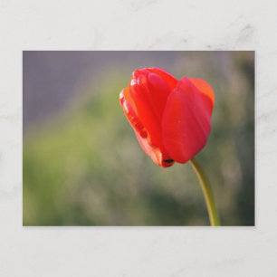 Carte Postale Tulipe rouge brillante