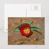 Carte Postale Tulipe rouge du printemps (Devant / Derrière)