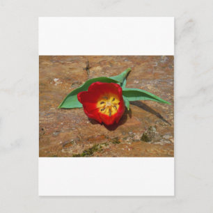 Carte Postale Tulipe rouge du printemps