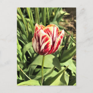 Carte Postale Tulipe rouge et blanche