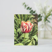 Carte Postale Tulipe rouge et blanche (Debout devant)