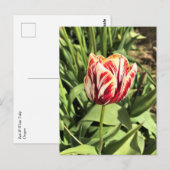 Carte Postale Tulipe rouge et blanche (Devant / Derrière)