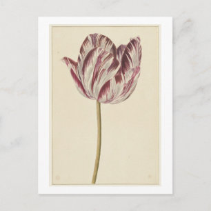 Carte Postale Tulipe rouge et blanche (1700 - 1800) par anonyme