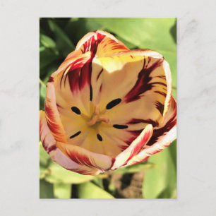 Carte Postale Tulipe rouge et blanche à l'intérieur