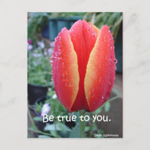 Carte Postale Tulipe rouge et gouttes de pluie florale Soyez fid