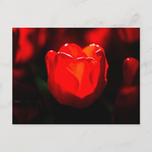 Carte Postale Tulipe rouge - Feu (Devant)