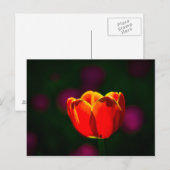 Carte Postale Tulipe rouge fleur (Devant / Derrière)