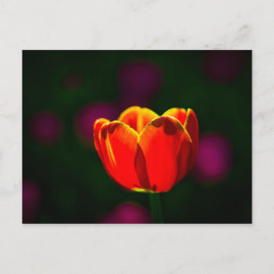 Carte Postale Tulipe rouge fleur