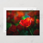 Carte Postale Tulipe rouge - Mystère de la floraison (Devant / Derrière)