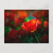 Carte Postale Tulipe rouge - Mystère de la floraison (Devant)