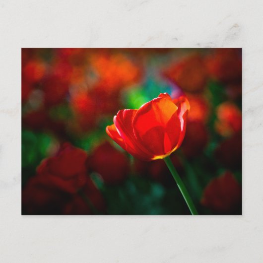 Carte Postale Tulipe rouge - Mystère de la floraison (Devant)