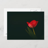 Carte Postale Tulipe rouge unique (Devant / Derrière)