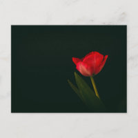 Tulipe rouge unique