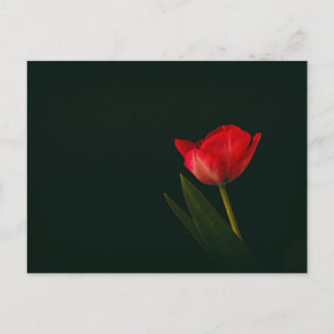 Carte Postale Tulipe rouge unique