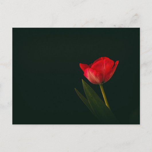 Carte Postale Tulipe rouge unique (Devant)