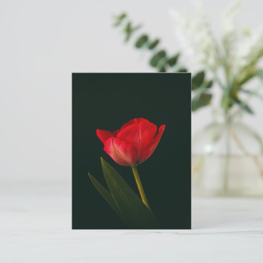 Carte Postale Tulipe rouge unique (Debout devant)