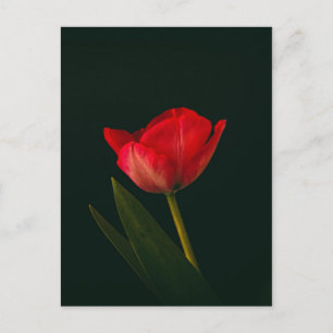 Carte Postale Tulipe rouge unique