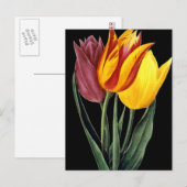 Carte Postale Tulipe (Tulipa Gesneriana) (Devant / Derrière)