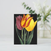Carte Postale Tulipe (Tulipa Gesneriana) (Debout devant)