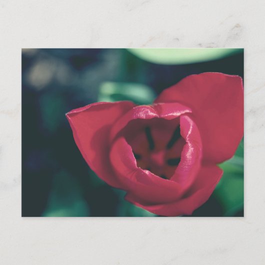 Carte Postale Tulipe Vintage rouge (Devant)