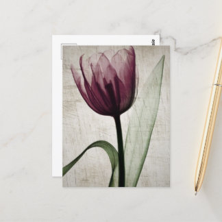 Carte Postale Tulipe vintage X-Ray