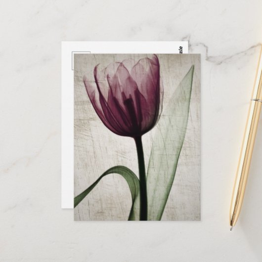 Carte Postale Tulipe vintage X-Ray (Devant/Arrière en situation)