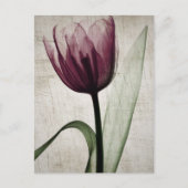 Carte Postale Tulipe vintage X-Ray (Devant)