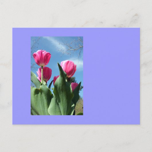 Carte Postale Tulipes (Devant)