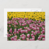 Carte Postale Tulipes (Devant / Derrière)