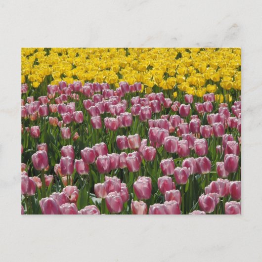 Carte Postale Tulipes (Devant)