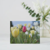 Carte Postale Tulipes (Debout devant)
