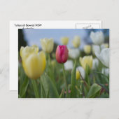 Carte Postale Tulipes (Devant / Derrière)