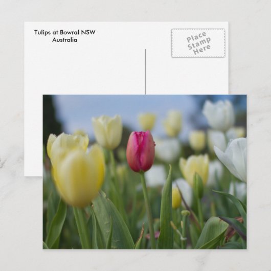 Carte Postale Tulipes (Devant / Derrière)