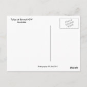 Carte Postale Tulipes (Dos)
