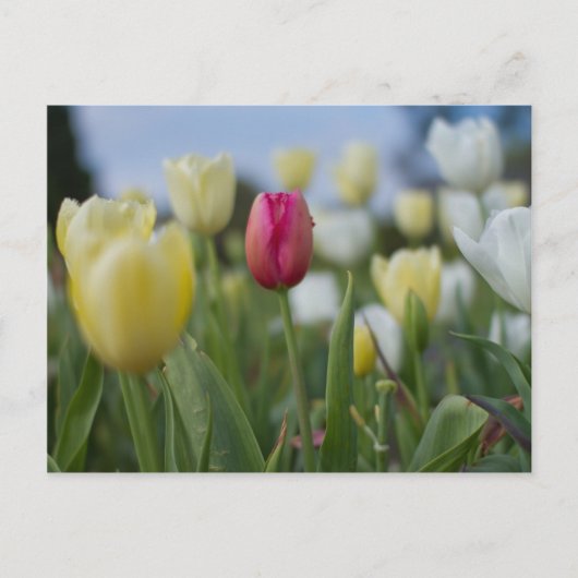 Carte Postale Tulipes (Devant)