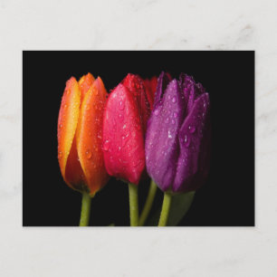 Carte Postale tulipes