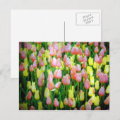 Carte Postale tulipes (Devant / Derrière)