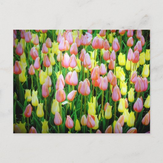 Carte Postale tulipes (Devant)