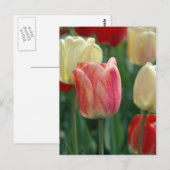 Carte Postale Tulipes (Devant / Derrière)