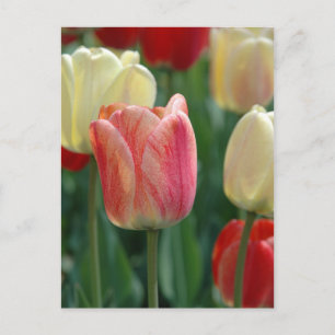 Carte Postale Tulipes