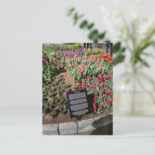 Carte Postale Tulipes (Debout devant)