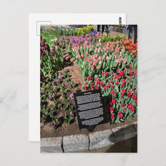 Carte Postale Tulipes (Devant / Derrière)