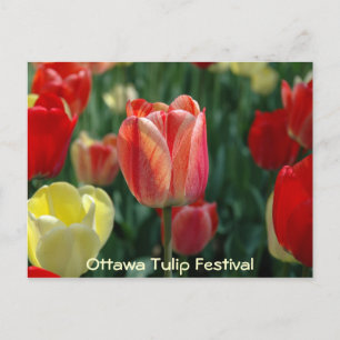 Carte Postale Tulipes
