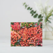 Carte Postale Tulipes (Debout devant)